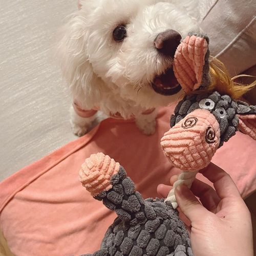 Pawstrip Plush Squeaky Toy - Durable Chew Toy for Dogs